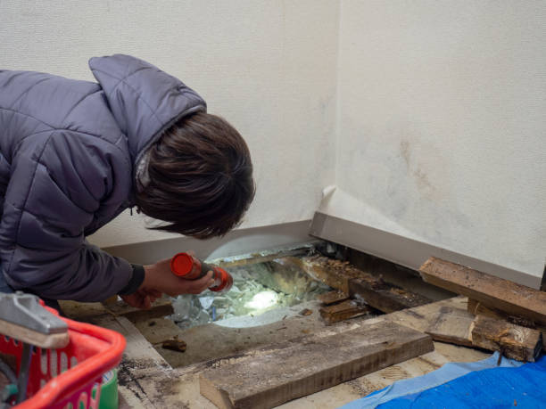 Best Asbestos and Lead Testing During Mold Inspection  in Greentree, NJ